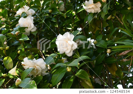 Camellia in Spring - Various Red and White Single-petaled Double-petaled Camellia in Spring - Various Red and White Single-petaled Double-petaled 124548534