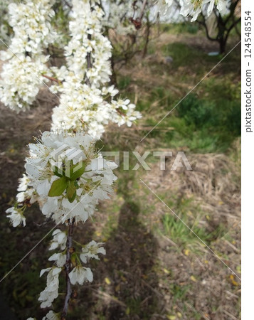 Beautiful flowers 124548554
