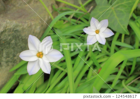 小星星綻放的春天的喜悅 小星星綻放的春天的喜悅 124548617