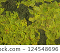 Plants in the botanical garden 124548696