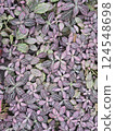 Plants in the botanical garden 124548698