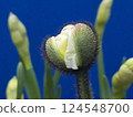 Plants in the botanical garden 124548700