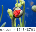 Plants in the botanical garden 124548701