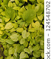 Plants in the botanical garden 124548702