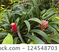 Plants in the botanical garden 124548703