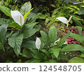Plants in the botanical garden 124548705