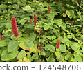 Plants in the botanical garden 124548706