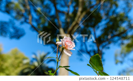 Pale pink roses against the blue sky Pale pink roses against the blue sky 124548711