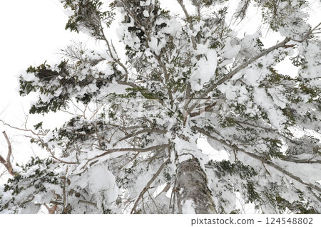 冬季針葉林 124548802