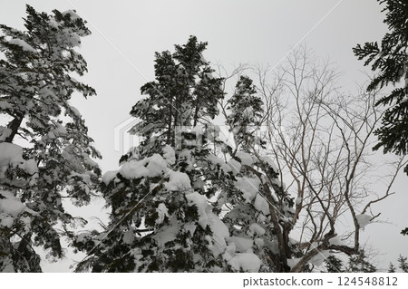 冬季針葉林 124548812