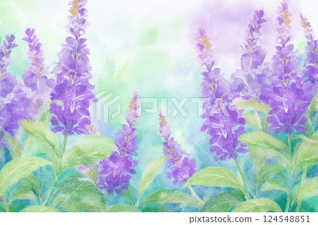 Salvia *Spring flower background material 124548851