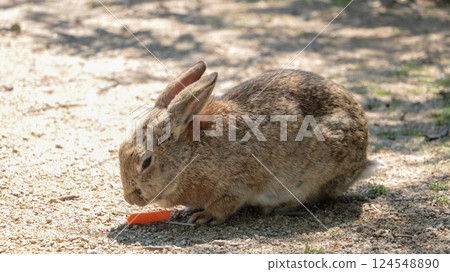 Cute rabbit Cute rabbit 124548890