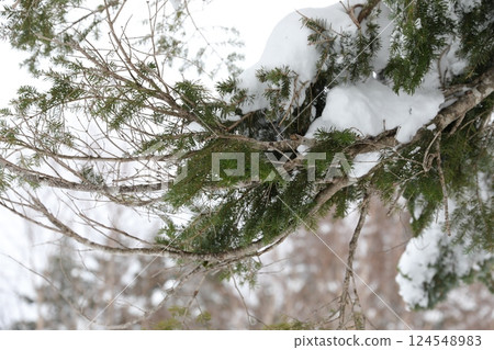 松針積雪 124548983