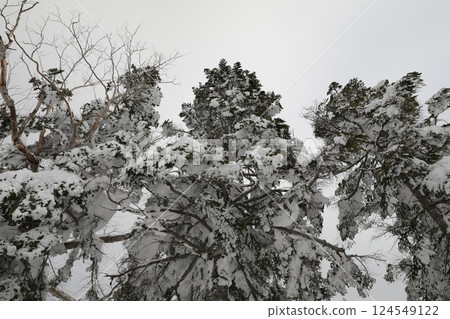 冬季針葉林 124549122