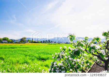 Azumino when apple blossoms bloom 124549637