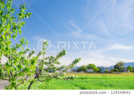 Azumino when apple blossoms bloom 124549641