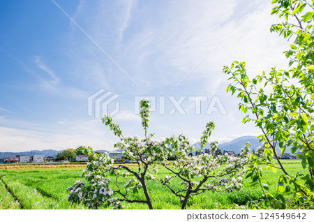 Azumino when apple blossoms bloom 124549642