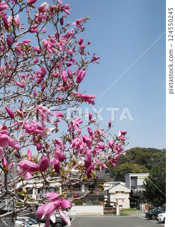 Spring sky and lots of magnolia flowers (purple magnolias at Kurumase Park) Spring sky and lots of magnolia flowers (purple magnolias at Kurumase Park) 124550245