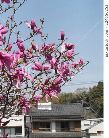 沐浴在春日陽光中的木蘭花（車瀨公園的紫色木蘭花） 124550252