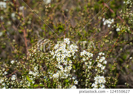 Spring, Spiraea in full bloom 124550627