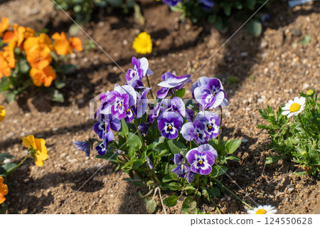 Pansies blooming in a pot in spring 124550628