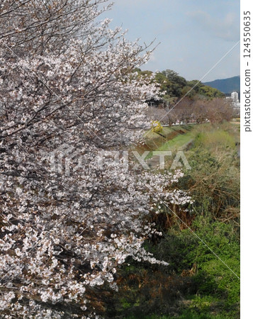 Cherry blossoms in full bloom along the Kagami River (Somei-Yoshino cherry trees near Tsukinose Bridge) Cherry blossoms in full bloom along the Kagami River (Somei-Yoshino cherry trees near Tsukinose Bridge) 124550635