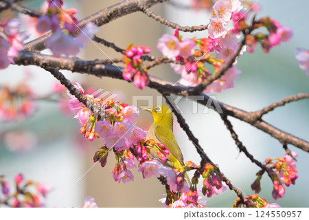 Ookanzakura and Japanese white-eye Ookanzakura and Japanese white-eye 124550957