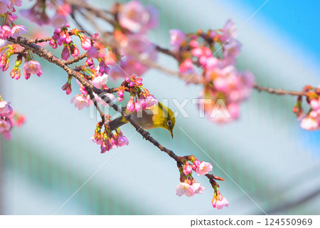 大寒櫻花與日本繡眼鳥 大寒櫻花與日本繡眼鳥 124550969