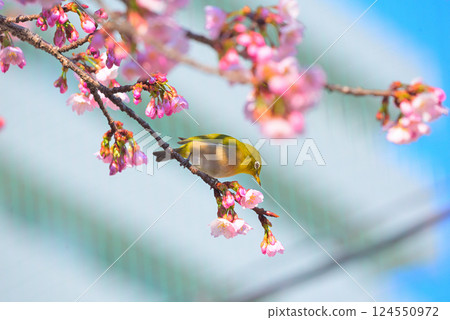 大寒櫻花與日本繡眼鳥 124550972