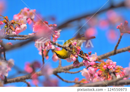 大寒櫻花與日本繡眼鳥 大寒櫻花與日本繡眼鳥 124550973