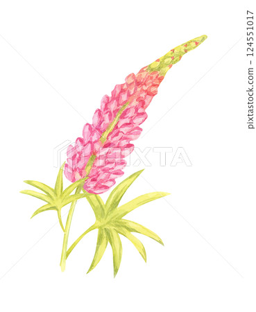 Vibrant pink lupin flower watercolor clipart with yellow-green leaves. Perfect for garden-themed merchandise, botanical wallpapers, nature-inspired decor, and digital artwork Vibrant pink lupin flower watercolor clipart with yellow-green leaves. Perfect for garden-themed merchandise, botanical wallpapers, nature-inspired decor, and digital artwork 124551017