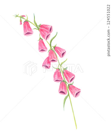 Pink foxglove flowers watercolor clipart with soft green leaves. Perfect for floral arrangements, botanical branding, packaging designs, and elegant wedding invitations 124551022
