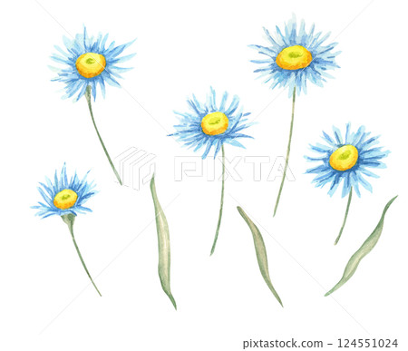 Blue and yellow aster flowers watercolor clipart with delicate green stems. Perfect for creating floral-themed stationery, textile patterns, invitations, or botanical digital designs 124551024