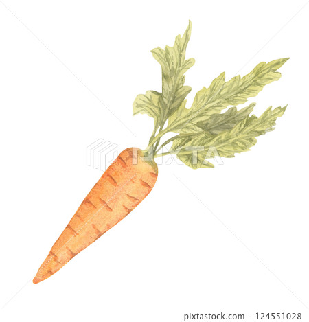 Watercolor carrot with bright orange body and detailed green leaves. This vegetable garden clipart works well in health-focused content, fresh produce labels, and garden-inspired greeting cards Watercolor carrot with bright orange body and detailed green leaves. This vegetable garden clipart works well in health-focused content, fresh produce labels, and garden-inspired greeting cards 124551028