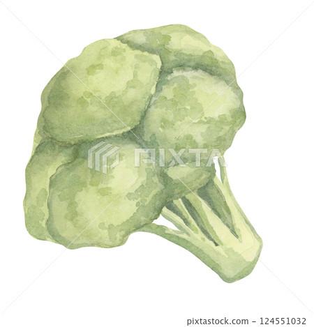 A watercolor broccoli featuring a dense, rounded green crown and a sturdy stalk. Great for educational materials about vegetables, restaurant menus, and eco-friendly tote bag designs 124551032