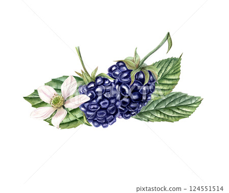Watercolor Thornberry with leaves and blossoms illustration isolated background. Ripe hand drawn blackberry for wedding stationery, greeting cards, kitchen decor, and textile patterns Watercolor Thornberry with leaves and blossoms illustration isolated background. Ripe hand drawn blackberry for wedding stationery, greeting cards, kitchen decor, and textile patterns 124551514
