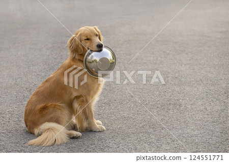 dog golden retriever labrador sits on asphalt, holds bowl in teeth looks at camera dog golden retriever labrador sits on asphalt, holds bowl in teeth looks at camera 124551771