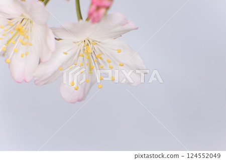 白色的櫻花 白色的櫻花 124552049