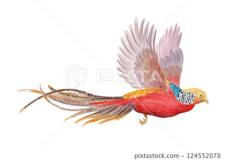Flying golden pheasant watercolor illustration isolated on white. High quality hand drawn clip art sketch style perfect for cards, posters, stickers, book design and decor. Exotic vibrant China bird 124552078