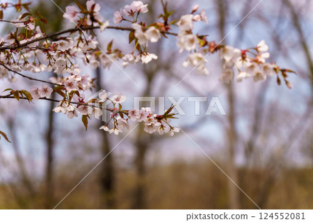 White wild cherry blossoms in the spring forest White wild cherry blossoms in the spring forest 124552081