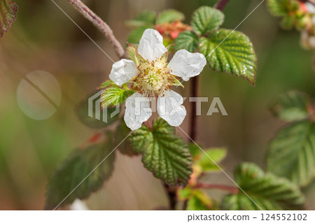 Wild strawberry flowers blooming in a spring field Wild strawberry flowers blooming in a spring field 124552102