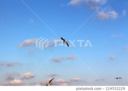 A seagull flies in the blue sky with white clouds 124552229