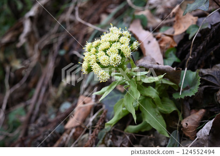 Spring wild vegetable: Fukinoto flowers 124552494
