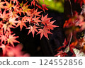 Bright red autumn leaves Bright red autumn leaves 124552856