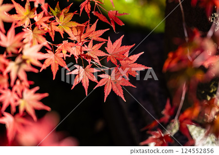 Bright red autumn leaves 124552856