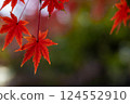 Bright red autumn leaves Bright red autumn leaves 124552910