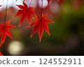 Bright red autumn leaves Bright red autumn leaves 124552911