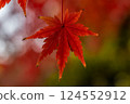 Bright red autumn leaves Bright red autumn leaves 124552912