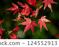Bright red autumn leaves Bright red autumn leaves 124552913