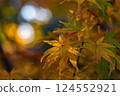 Yellow autumn leaves Yellow autumn leaves 124552921